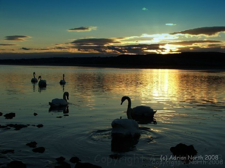 swans.jpg - Swans at Arnside